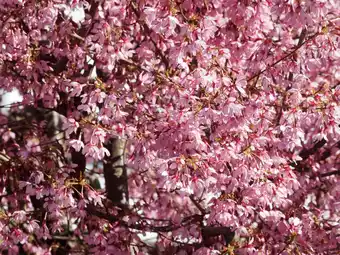 Jardiland Cerisier à fleurs nain du Japon offre