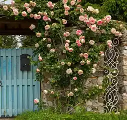 Jardiland Rosier grimpant en variétés offre