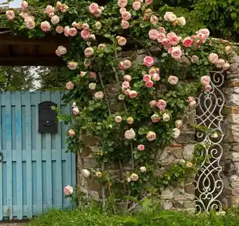 Jardiland Rosier grimpant en variétés offre