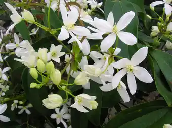 Jardiland ECLOZ Clématite armandii ECLOZ offre