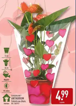 ALDI GARDENLINE Anthurium offre