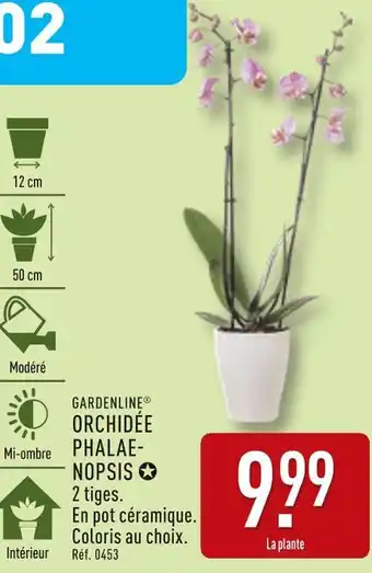 ALDI GARDENLINE Orchidée phalaenopsis offre