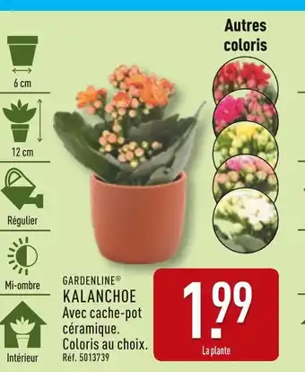 ALDI GARDENLINE Kalanchoe offre