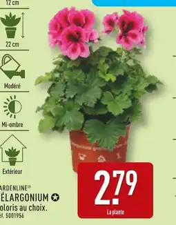 ALDI GARDENLINE Pélargonium offre