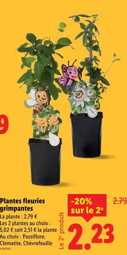 Lidl Plantes fleuries grimpantes offre