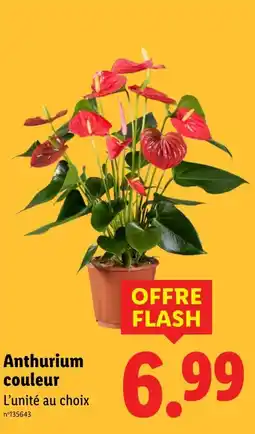 Lidl Anthurium couleur offre