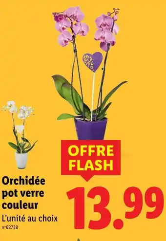 Lidl Orchidée pot verre couleur offre