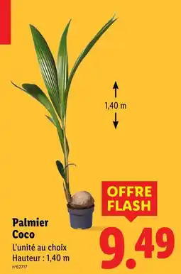 Lidl Palmier coco offre