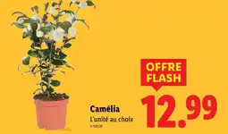 Lidl Camélia offre