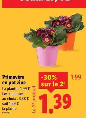 Lidl Primevère en pot zinc offre