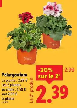 Lidl Pelargonium offre