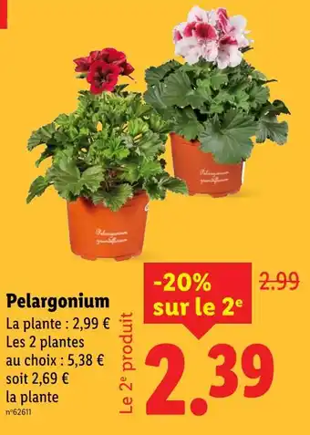 Lidl Pelargonium offre