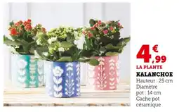 Super U Kalanchoe offre