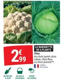 Gamm vert Chou offre