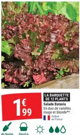 Gamm vert Salade Batavia offre