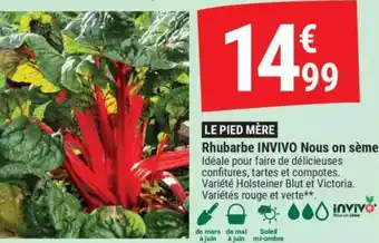 Gamm vert INVIVO Rhubarbe Nous on sème offre