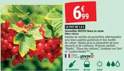 Gamm vert INVIVO Groseillier Nous on sème Ribes rubrum offre