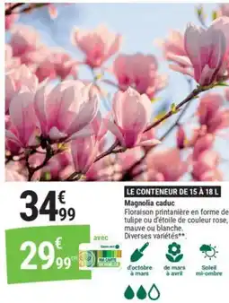 Gamm vert Magnolia caduc offre