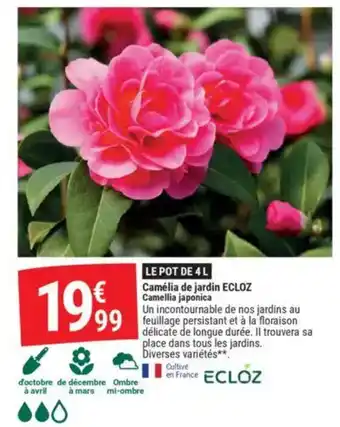 Gamm vert ECLOZ Camélia de jardin Camellia japonica offre