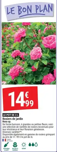 Gamm vert Rosiers de jardin Rosa sp. offre