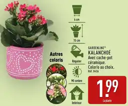 ALDI Gardenline kalanchoé offre