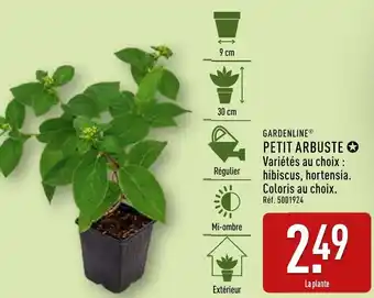 ALDI Gardenline petit arbuste offre