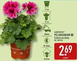 ALDI Gardenline pélargonium offre