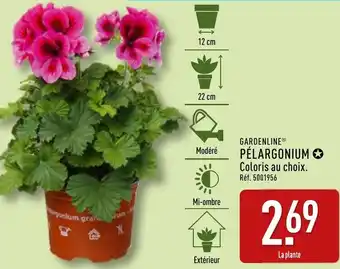 ALDI Gardenline pélargonium offre