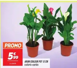 Netto Arum couleurs offre