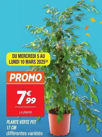 Netto Plante verte pot offre