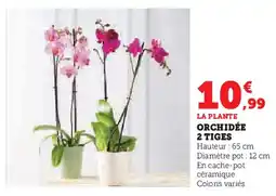 Super U Orchidée 2 tiges offre