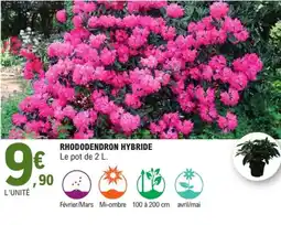 E.Leclerc Jardi Rhododendron hybride offre