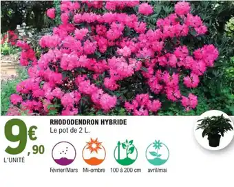 E.Leclerc Jardi Rhododendron hybride offre