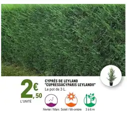 E.Leclerc Jardi Cyprès de leyland "cupressocyparis leylandii" offre