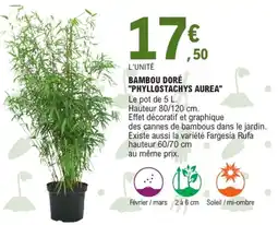 E.Leclerc Jardi Bambou doré "phyllostachys aurea" offre