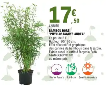 E.Leclerc Jardi Bambou doré "phyllostachys aurea" offre