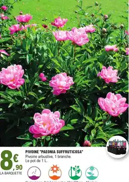 E.Leclerc Jardi Pivoine "paeonia suffruticosa" offre