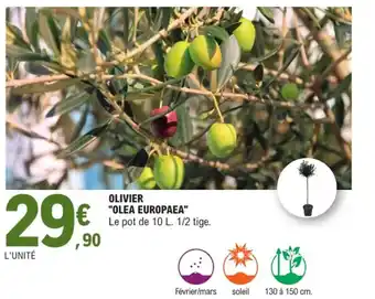 E.Leclerc Jardi Olivier "olea europaea" offre