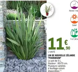 E.Leclerc Jardi Lin de nouvelle zélande "phormium" offre