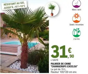 E.Leclerc Jardi Palmier de chine "chamaerops excelsa" offre