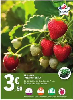 E.Leclerc Jardi Fraisiers "fragaria vesca" offre