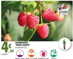 E.Leclerc Jardi Framboisier "rubus idaeus" offre