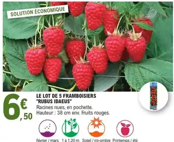 E.Leclerc Jardi Le lot de 5 framboisiers "rubus idaeus" offre