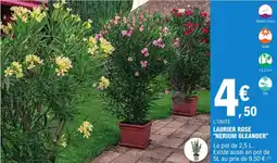 E.Leclerc Jardi Laurier rose "nerium oleander" offre