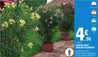 E.Leclerc Jardi Laurier rose "nerium oleander" offre