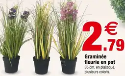 Bazarland Graminée fleurie en pot offre