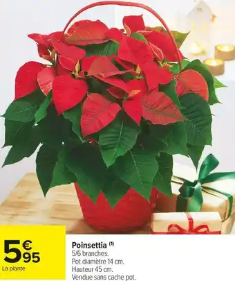 Poinsettia