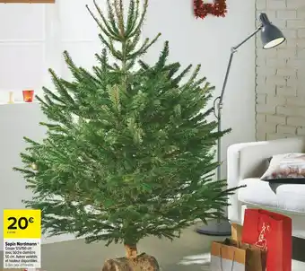 Sapin nordmann