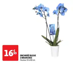 Auchan Orchidée bleue 2 branches offre