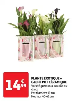 Auchan Plante exotique + cache pot céramique offre